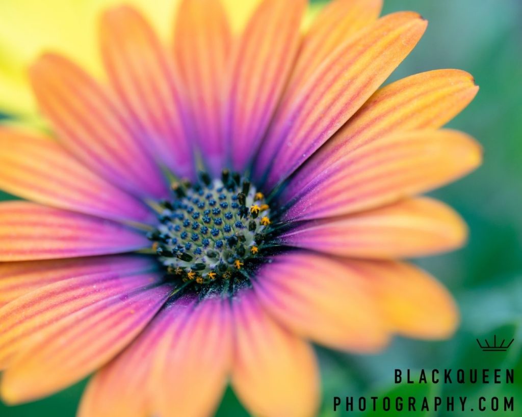 San Diego Photographer - Flower Fields